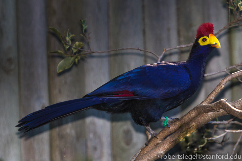 turaco